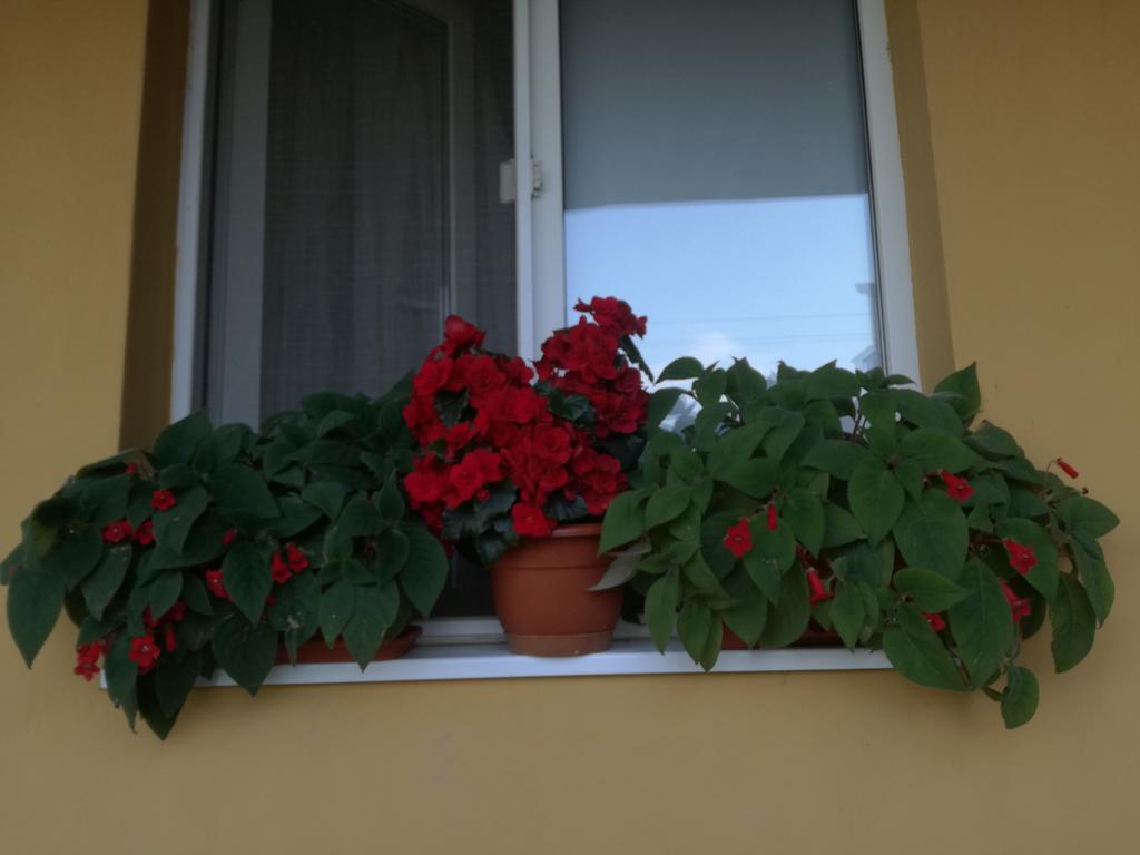 Pensiunea Vladut Timişoara Buitenkant foto